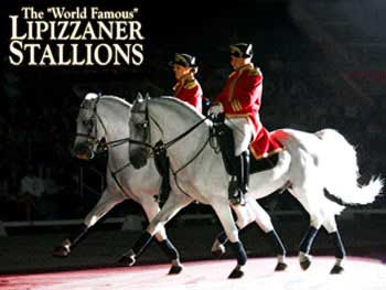 Royal Lipizzaner Stallions