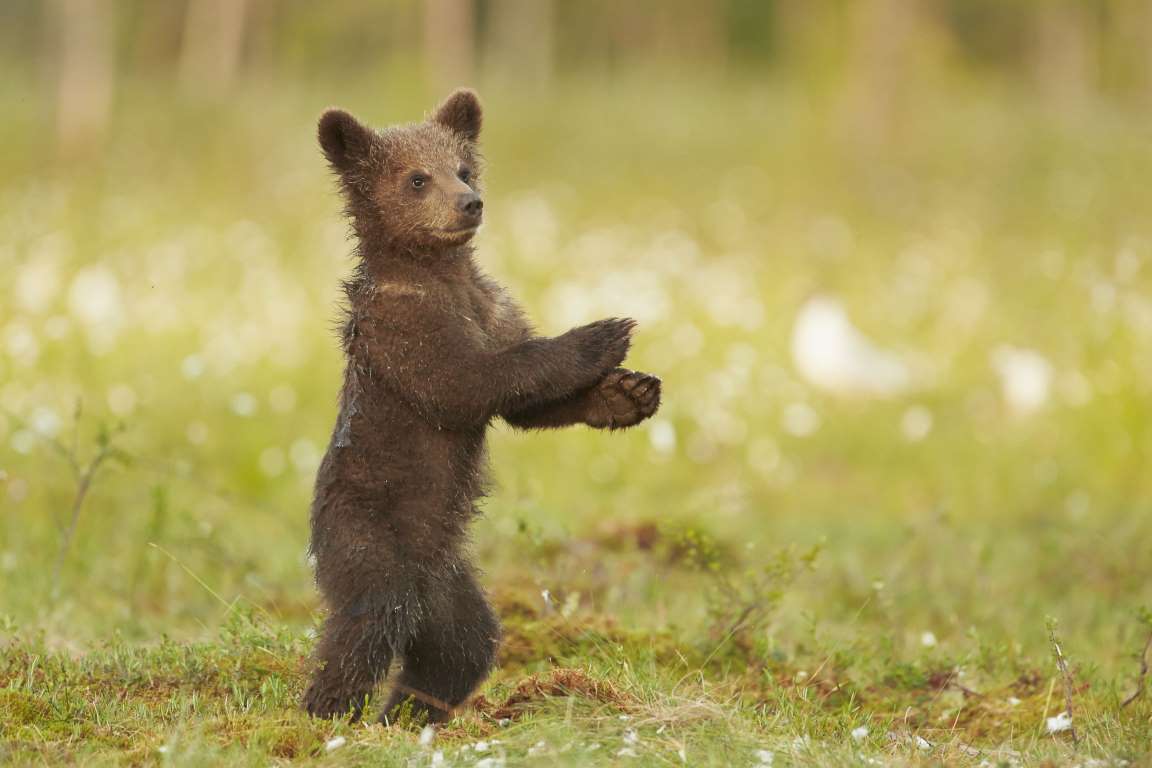 Танцующий медведь